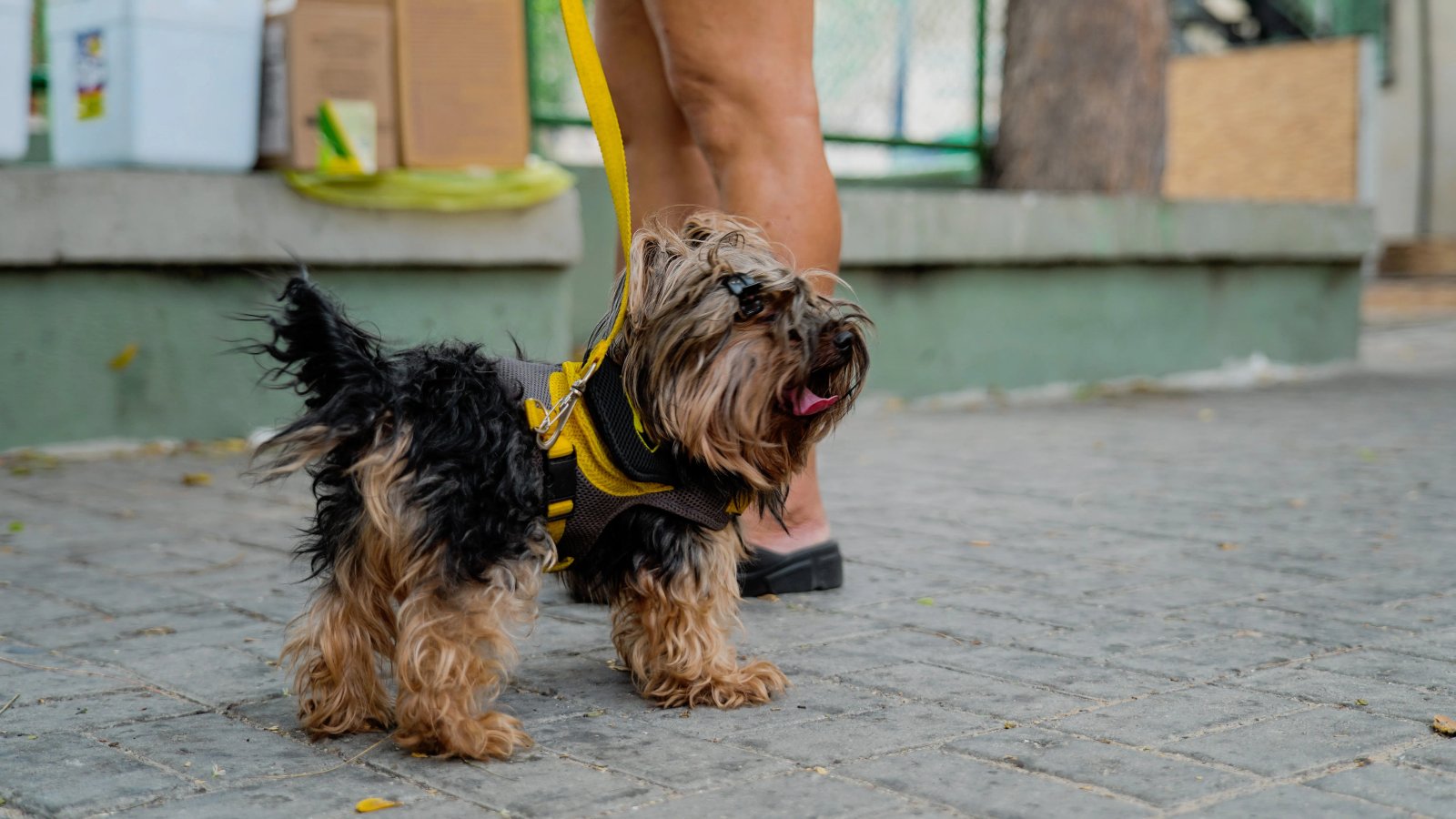 VetMóvel prorroga atendimento veterinário gratuito nos bairros Bom Jardim e Messejana até 11 de julh
